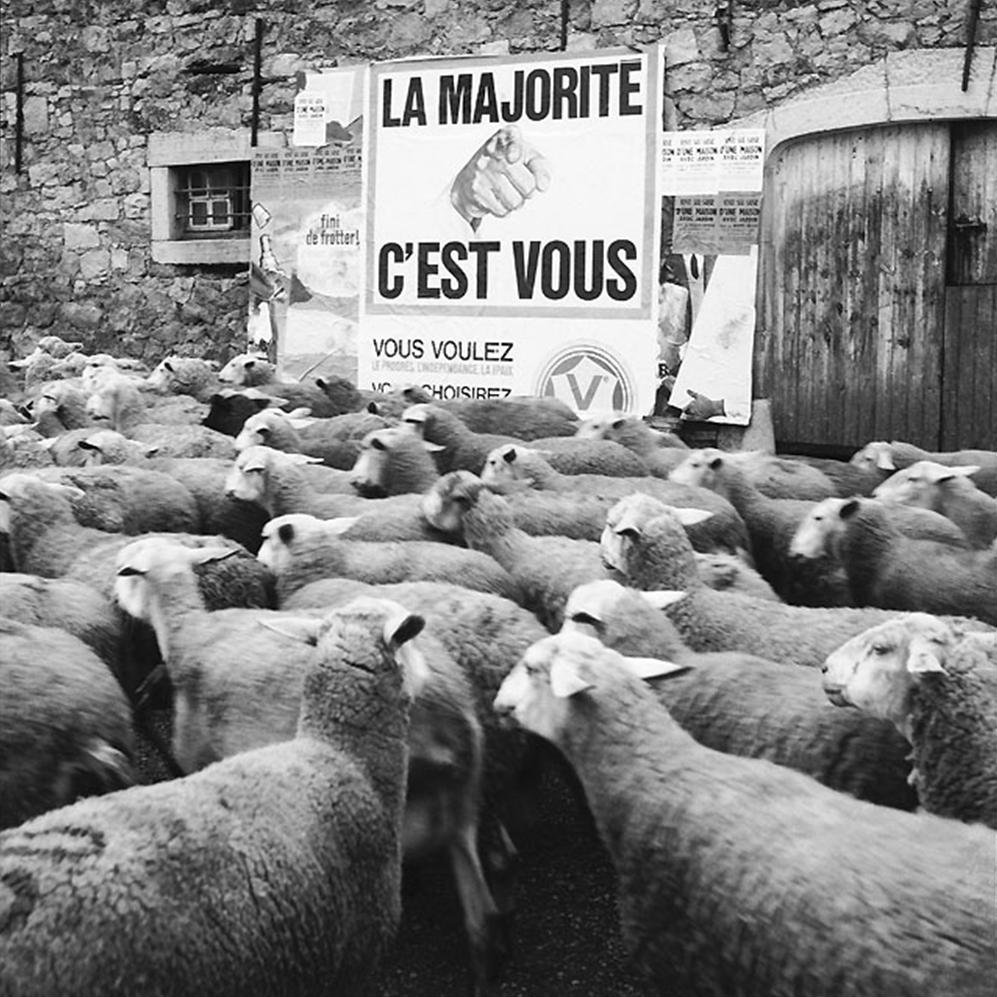des moutons